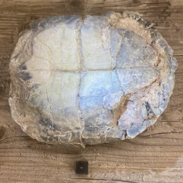 Tortue Fossile