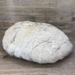 Tortue Fossile