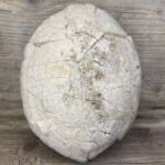Tortue Fossile
