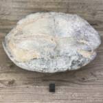Tortue Fossile
