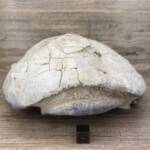 Tortue Fossile