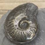 Ammonite "Harpoceras" d'Aveyron