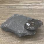 Ammonite "Harpoceras" d'Aveyron