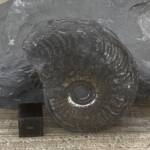Ammonite "Harpoceras" d'Aveyron