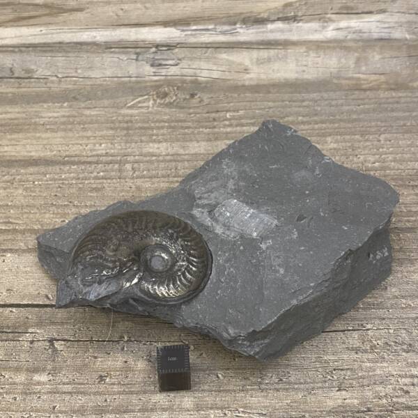 Ammonite "Harpoceras" d'Aveyron