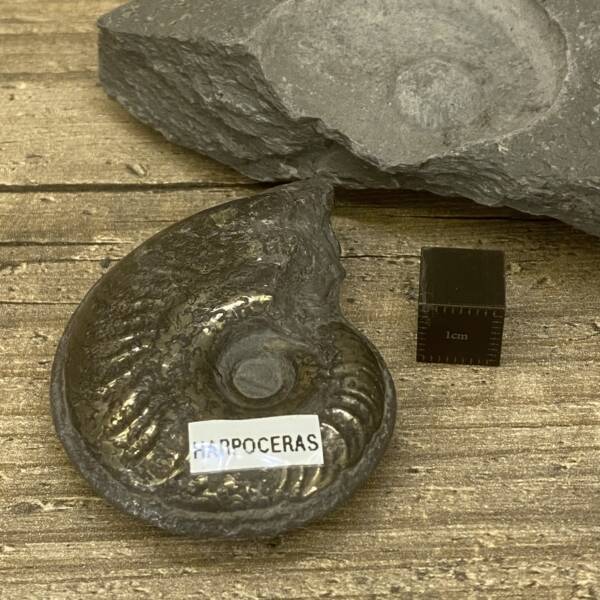 Ammonite "Harpoceras" d'Aveyron