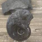 Ammonite "Harpoceras" d'Aveyron