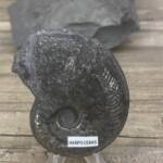 Ammonite "Harpoceras" d'Aveyron