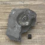 Ammonite "Harpoceras" d'Aveyron
