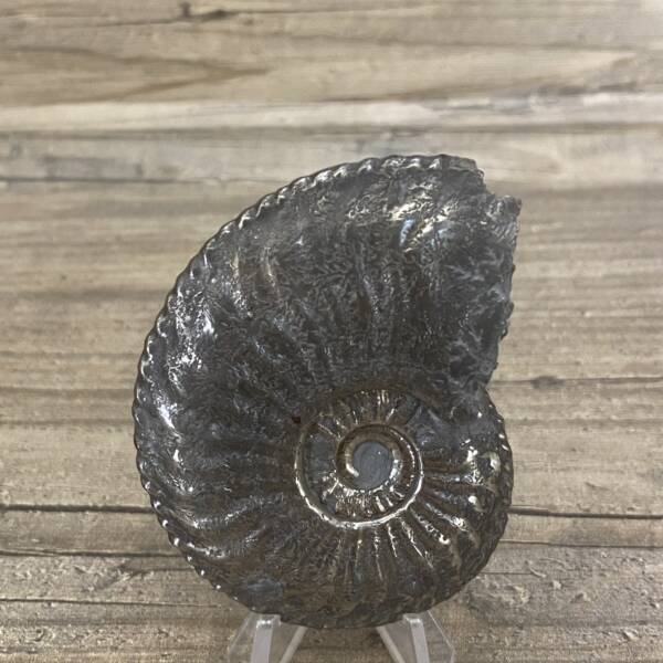 Ammonite "Amaltheus" d'Aveyron