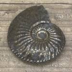 Ammonite "Amaltheus" d'Aveyron