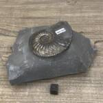 Ammonite "Amaltheus" d'Aveyron