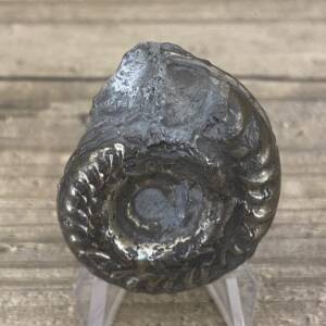 Ammonite "Hildoceras" d'Aveyron