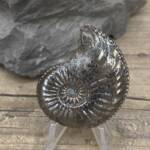 Ammonite "Amaltheus" d'Aveyron
