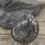 Ammonite "Amaltheus" d'Aveyron