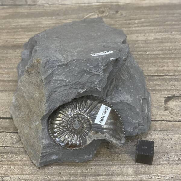 Ammonite "Hildoceras" d'Aveyron