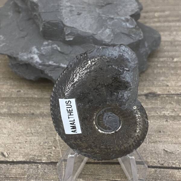 Ammonite "Amaltheus" d'Aveyron