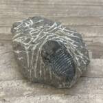 Trilobite Gerastos Proestus