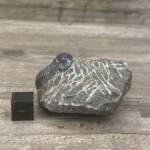 Trilobite Gerastos Proestus