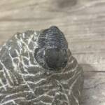Trilobite Gerastos Proestus
