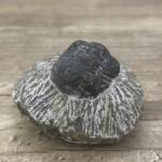 Trilobite Gerastos Proestus