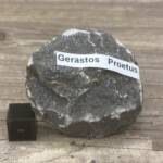 Trilobite Gerastos Proestus