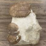 Trilobite Asaphuslatus