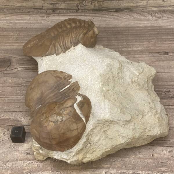 Trilobite Asaphuslatus