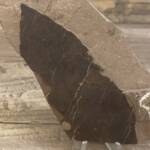 feuille fossile