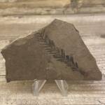 feuille fossile