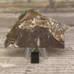 feuille fossile