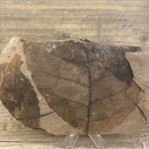 feuille fossile