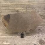 feuille fossile