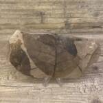 feuille fossile