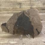 feuille fossile