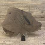 feuille fossile