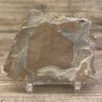 feuille fossile