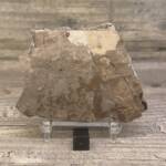 feuille fossile