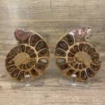 Ammonite