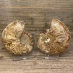 Ammonite