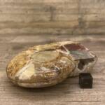 Ammonite