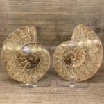 Ammonite