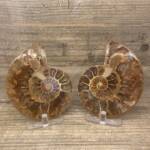 Ammonite Sciée de Madagascar