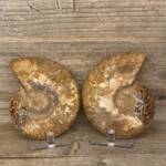Ammonite