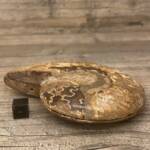 Ammonite