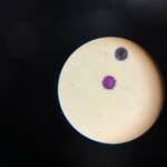 Microscope