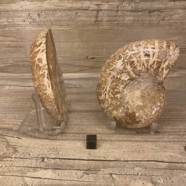 Ammonite sciée de Madagascar
