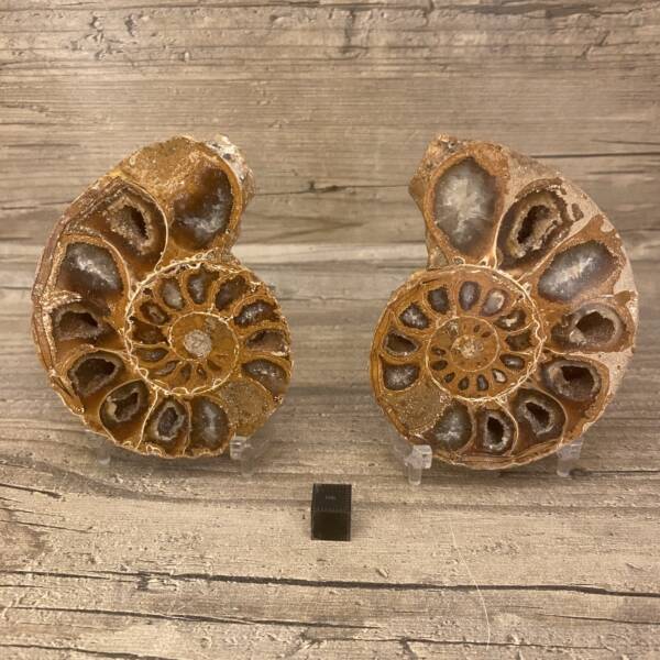 Ammonite sciée de Madagascar