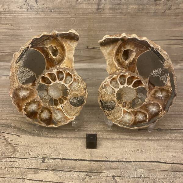 ammonite madagascar