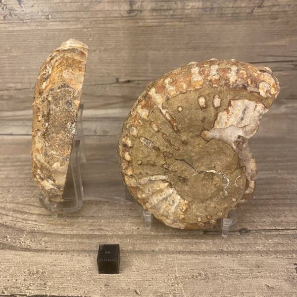 ammonite madagascar